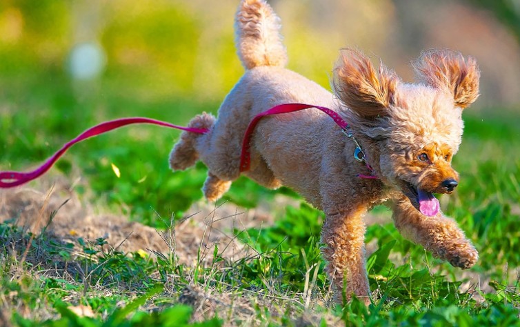 How Much Do Dog Walkers Charge for 30 Minutes