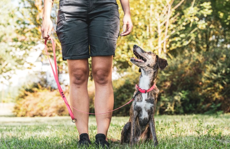 How to Save on Dog Walking Costs
