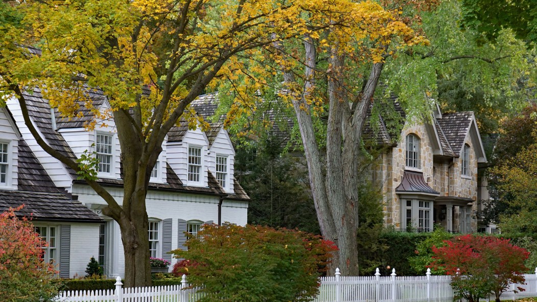 Maximum Height of Trees Near Houses UK: What’s the Limit?
