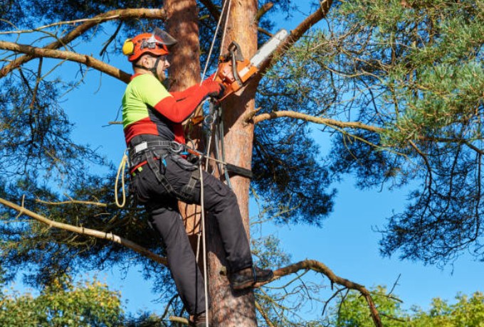 Professional Arborists