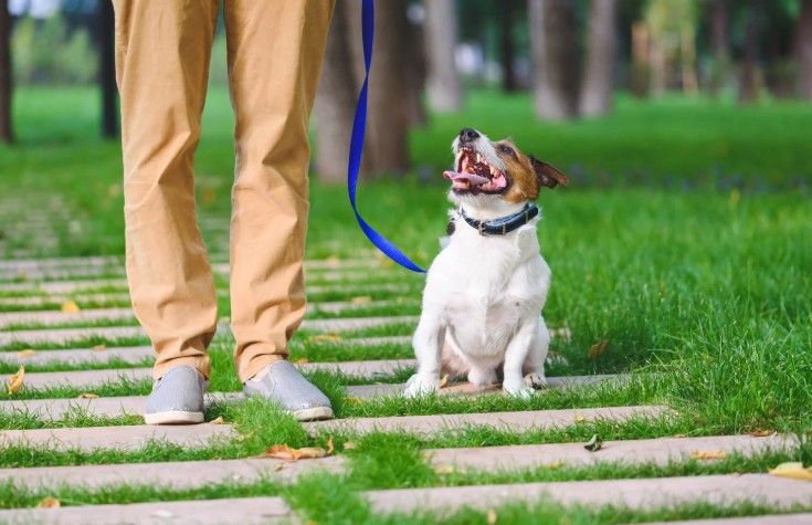 How to Start a Dog Walking Business